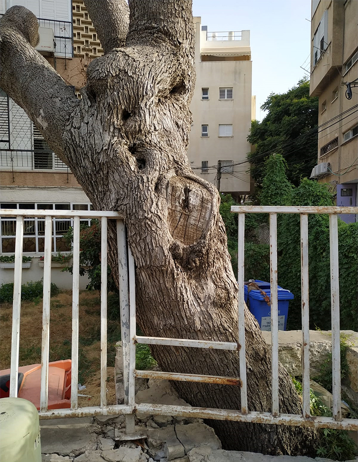 טבע עירוני בישראל טבע עירוני בישראל