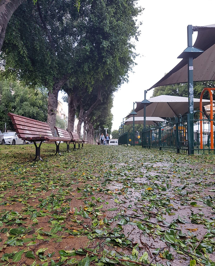 שדרות רוטשילד בתל אביב: מחקרים מוכיחים כי תושבים יעדיפו לצעוד, לרוץ ואו לבלות ברחובות עם עצים שדרות רוטשילד בתל אביב: מחקרים מוכיחים כי תושבים יעדיפו לצעוד, לרוץ ואו לבלות ברחובות עם עצים