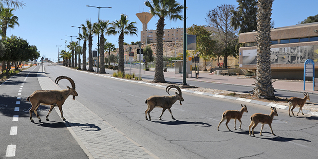 חזירים בחיפה? בסגר השלישי היעלים פשטו על רחובות מצפה רמון