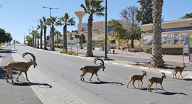 פוטו קורונה יעלים מצפה רמון 3, צילום: אי פי איי
