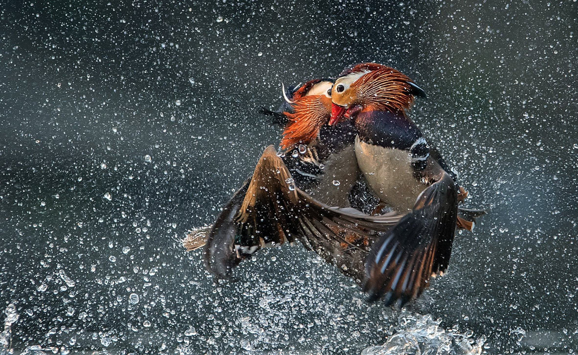 צילום: Wenming Tang , TPOTY צילום: Wenming Tang , TPOTY