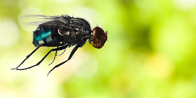 FlyingSpArk plans to create protein powder from fruit fly larvae. Photo: Shutterstock