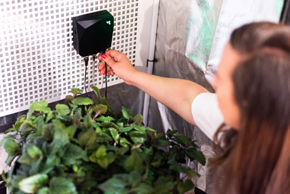 Growee's IoT solution makes urban farming smart and easy. Photo: Growee Technologies Growee's IoT solution makes urban farming smart and easy. Photo: Growee Technologies