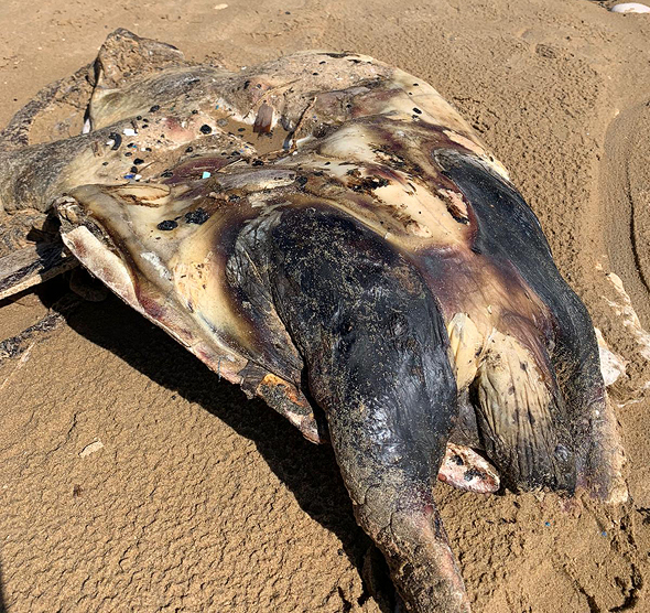 צב ים מת בשל זיהום חופים מזפת, צילום: איגוד ערים שרון כרמל