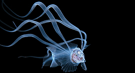 פוטו צילומים אמנותיים מתחת למים Acanthonus Armatus, צילום: Steven Kovacs / Ocean Art