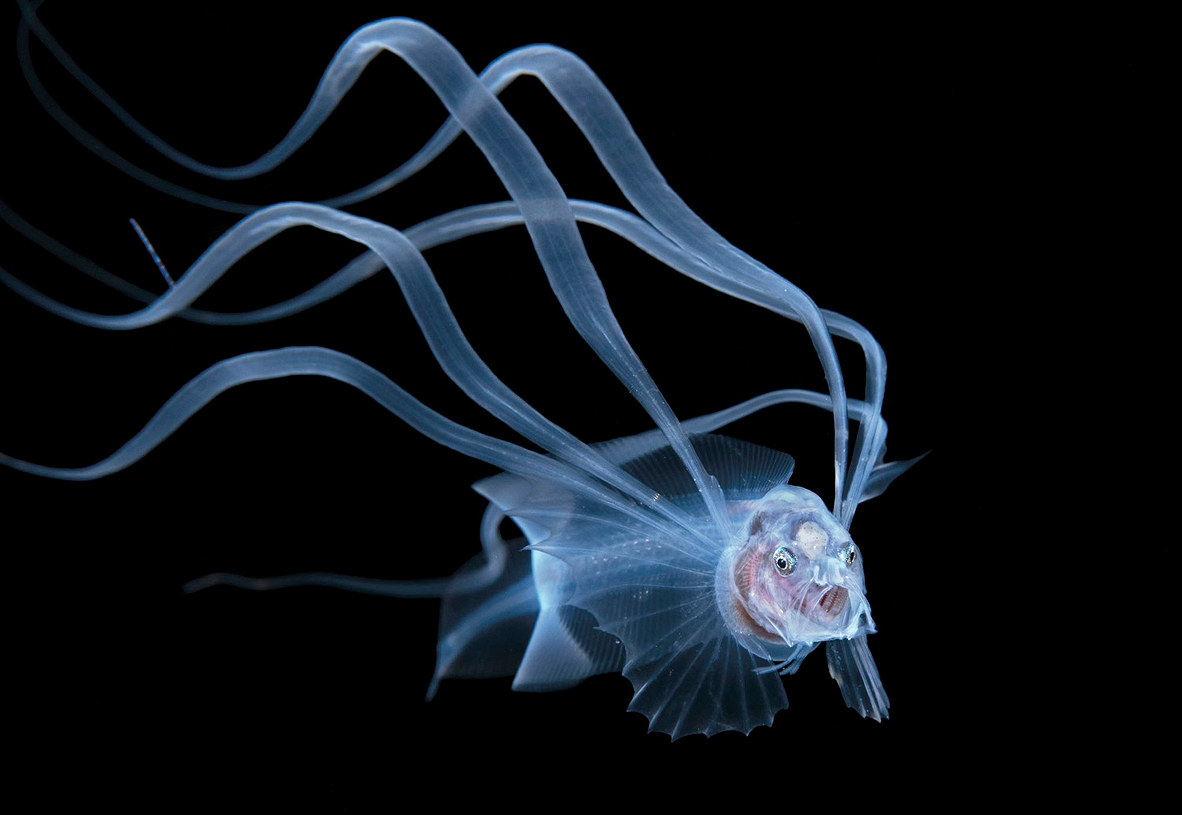 צילום: Steven Kovacs / Ocean Art צילום: Steven Kovacs / Ocean Art