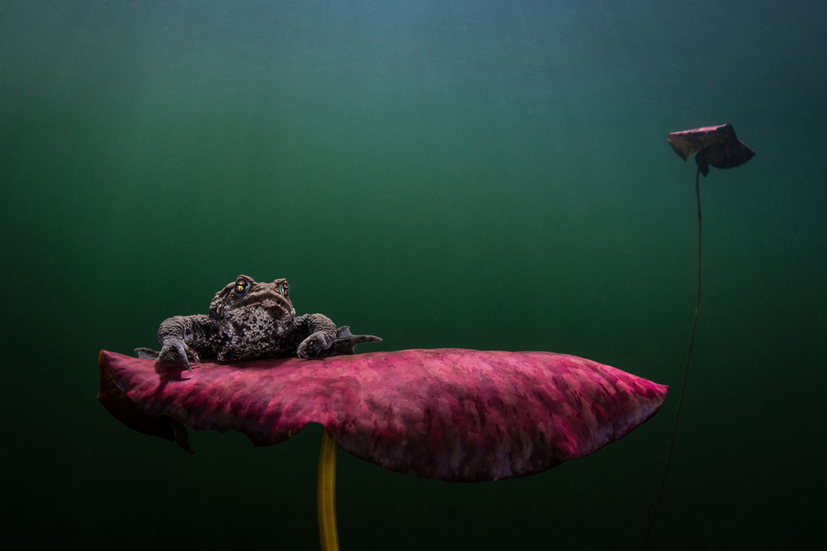 צילום: Johan Sundelin / Ocean Art צילום: Johan Sundelin / Ocean Art