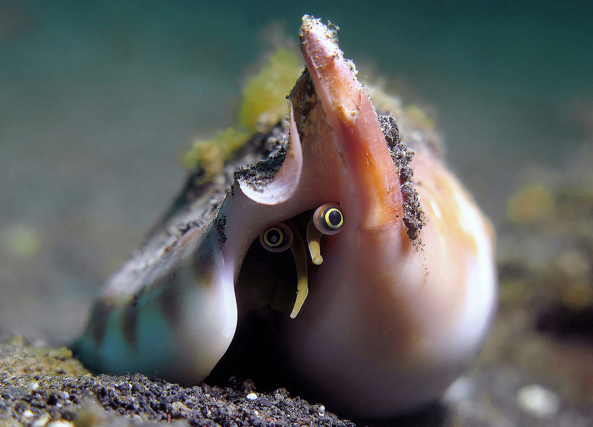 צילום: Kathrin Landgraf-Kluge / Ocean Art צילום: Kathrin Landgraf-Kluge / Ocean Art