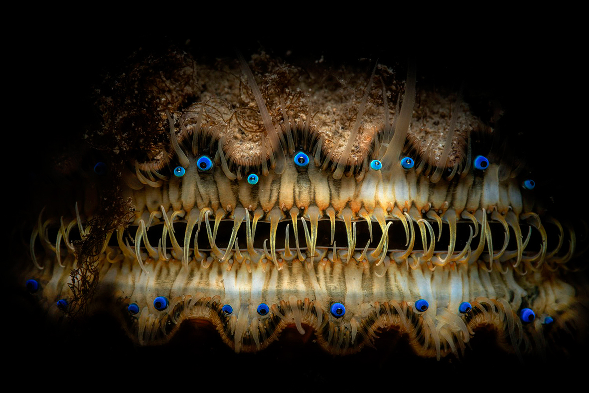 צילום: Thomas A. Gaitley / Ocean Art צילום: Thomas A. Gaitley / Ocean Art
