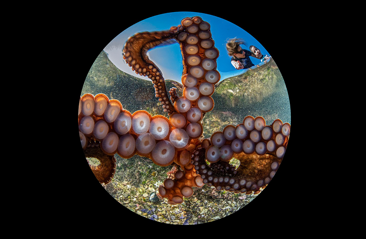 צילום: Gaetano Dario Gargiulo / Ocean Art צילום: Gaetano Dario Gargiulo / Ocean Art