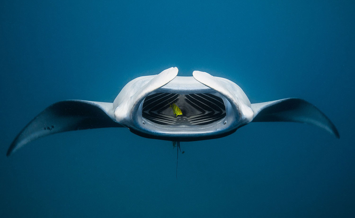 צילום: Luke Gordon / Ocean Art צילום: Luke Gordon / Ocean Art