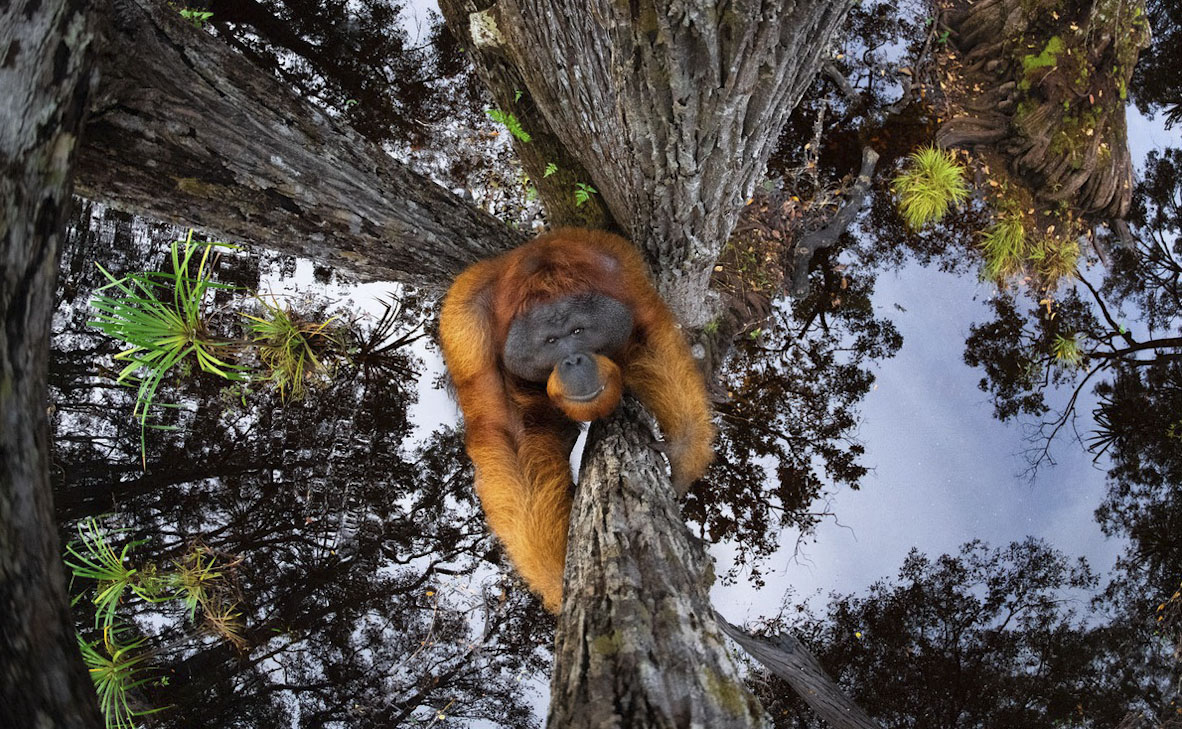 צילום: Thomas Vijayan / World Nature Photography Awards צילום: Thomas Vijayan / World Nature Photography Awards