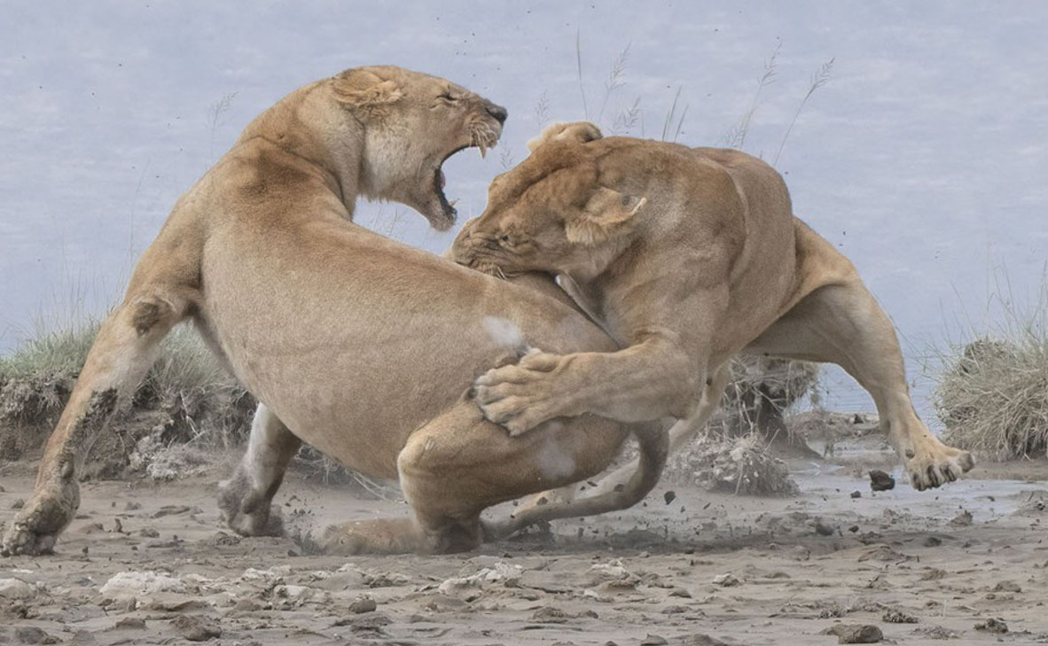 צילום: Patrick Nowotny / World Nature Photography Awards צילום: Patrick Nowotny / World Nature Photography Awards