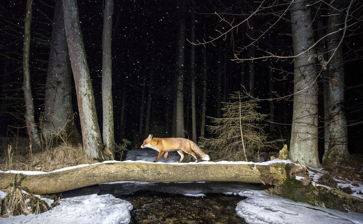 צילום: Vladimir Cech / World Nature Photography Awards צילום: Vladimir Cech / World Nature Photography Awards