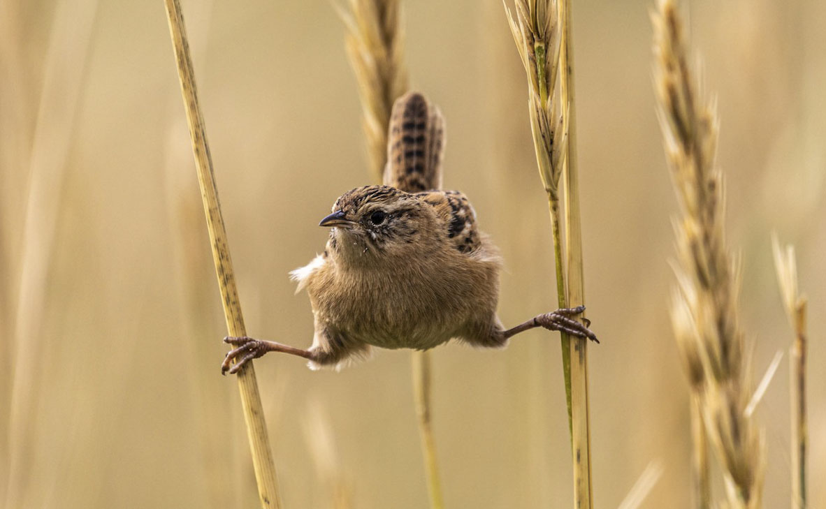 צילום: Andy Pollard / World Nature Photography Awards צילום: Andy Pollard / World Nature Photography Awards