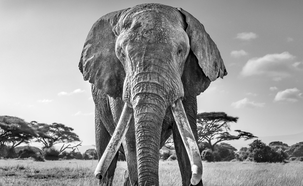 צילום: Harry Skeggs / World Nature Photography Awards צילום: Harry Skeggs / World Nature Photography Awards