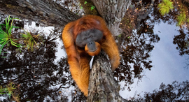 פוטו תחרות צילומי טבע 2020 אורנג אוטנג, צילום: Thomas Vijayan / World Nature Photography Awards