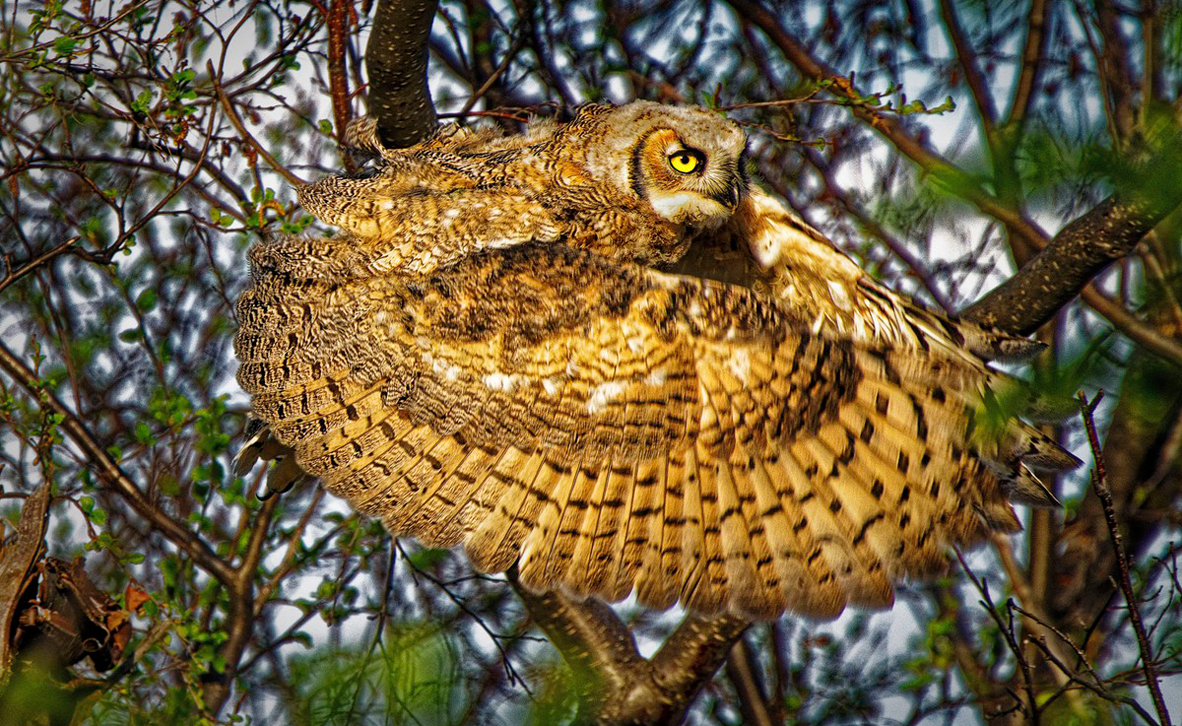 צילום: Dale Paul / World Nature Photography Awards צילום: Dale Paul / World Nature Photography Awards