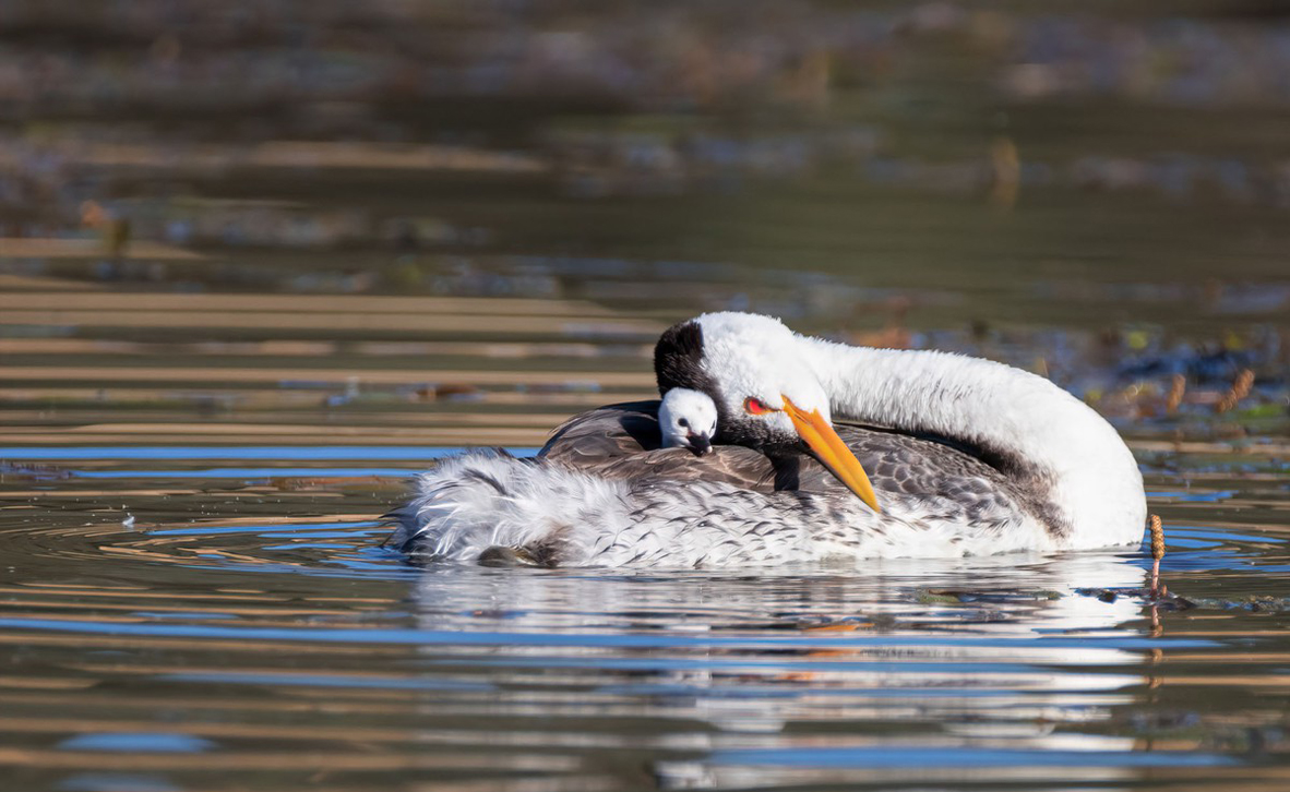צילום: Lisa Roeder / World Nature Photography Awards צילום: Lisa Roeder / World Nature Photography Awards