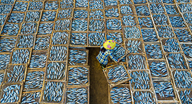 פוטו תחרות צילומים של סוני 2021 דגים מיובשים, צילום: Khanh Phan/Sony World Photography Awards