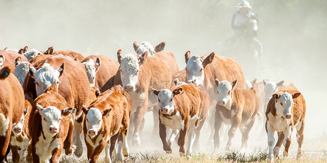 Israeli startups stampeding towards alternative meat solutions