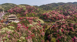 פוטו אביב פריחה ביילי אזילי סין, צילום: גטי אימג'ס