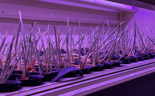 An example of one of the vertical farms. Photo: Saffron-Tech An example of one of the vertical farms. Photo: Saffron-Tech