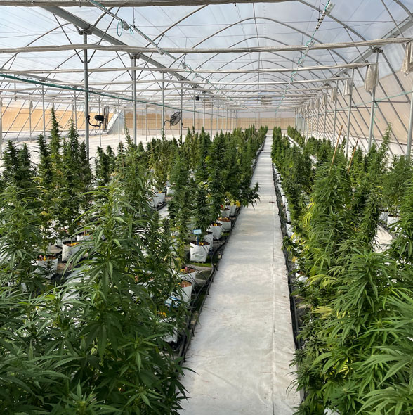 Inside the greenhouse. Photo: James Spiro/CTech Inside the greenhouse. Photo: James Spiro/CTech