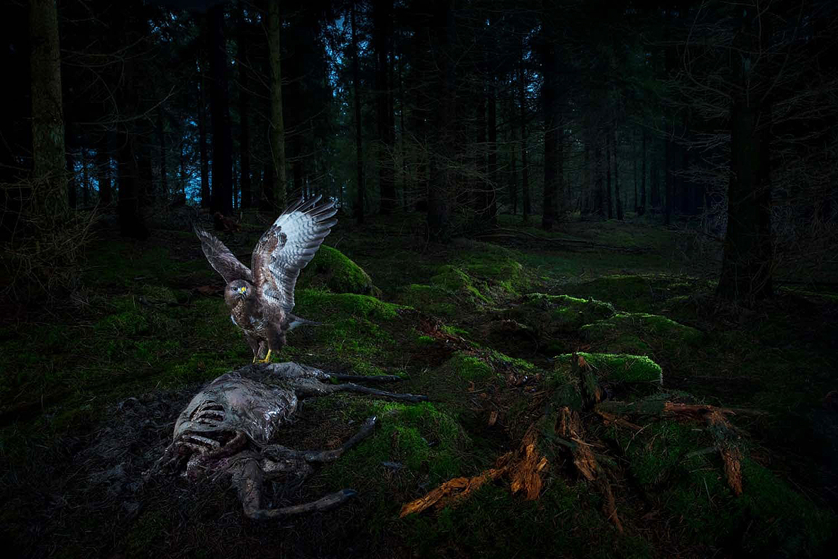 צילום: Florian Smit/2021 GDT Nature Photographer of the Year צילום: Florian Smit/2021 GDT Nature Photographer of the Year