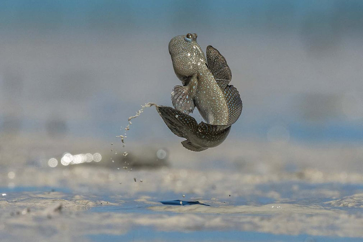 צילום: Scott Portelli/2021 GDT Nature Photographer of the Year צילום: Scott Portelli/2021 GDT Nature Photographer of the Year