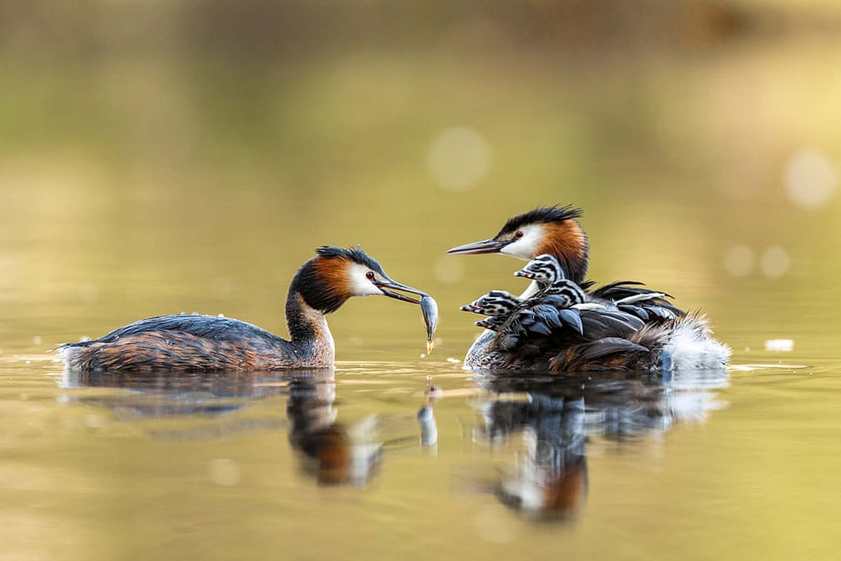 צילום: Corinna Leonbacher/2021 GDT Nature Photographer of the Year צילום: Corinna Leonbacher/2021 GDT Nature Photographer of the Year