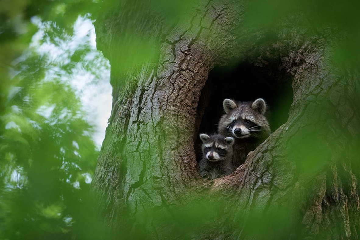 צילום: Dominik Janoschka/2021 GDT Nature Photographer of the Year צילום: Dominik Janoschka/2021 GDT Nature Photographer of the Year