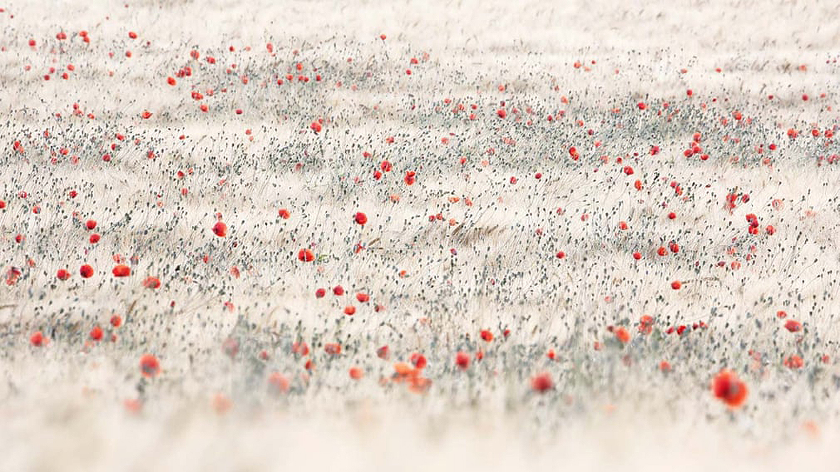 צילום: Stefan Schubert/2021 GDT Nature Photographer of the Year צילום: Stefan Schubert/2021 GDT Nature Photographer of the Year