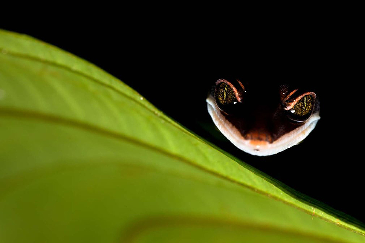 צילום: Bernhard Schubert/2021 GDT Nature Photographer of the Year צילום: Bernhard Schubert/2021 GDT Nature Photographer of the Year