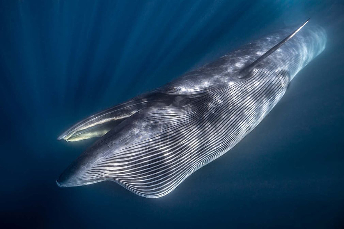צילום: Lars von Ritter Zahony/2021 GDT Nature Photographer of the Year צילום: Lars von Ritter Zahony/2021 GDT Nature Photographer of the Year