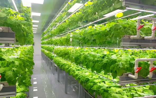 Infarm uses vertical farms to grow plants in greenhouses in city centers (illustration). Photo: Shutterstock Infarm uses vertical farms to grow plants in greenhouses in city centers (illustration). Photo: Shutterstock