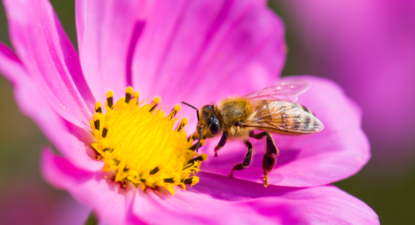 Bees play a major part in pollintaing our food sources and are at risk of extinction. Photo: Shutterstock Bees play a major part in pollintaing our food sources and are at risk of extinction. Photo: Shutterstock