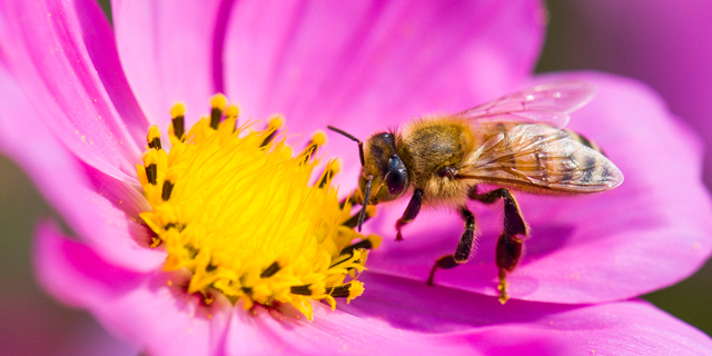 Bees play a major part in pollintaing our food sources and are at risk of extinction. Photo: Shutterstock