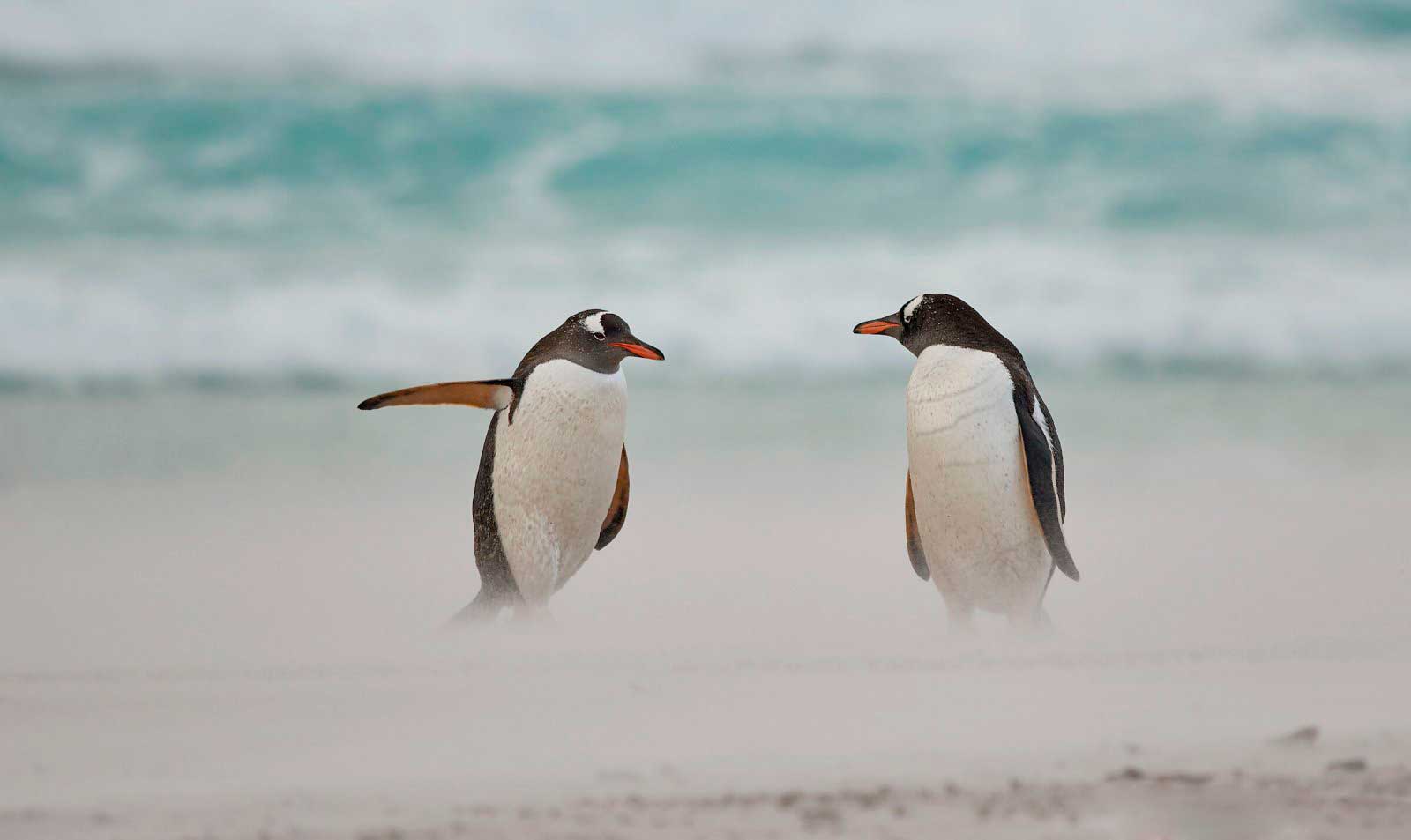 צילום: Carol Taylor / comedywildlifephoto.com צילום: Carol Taylor / comedywildlifephoto.com