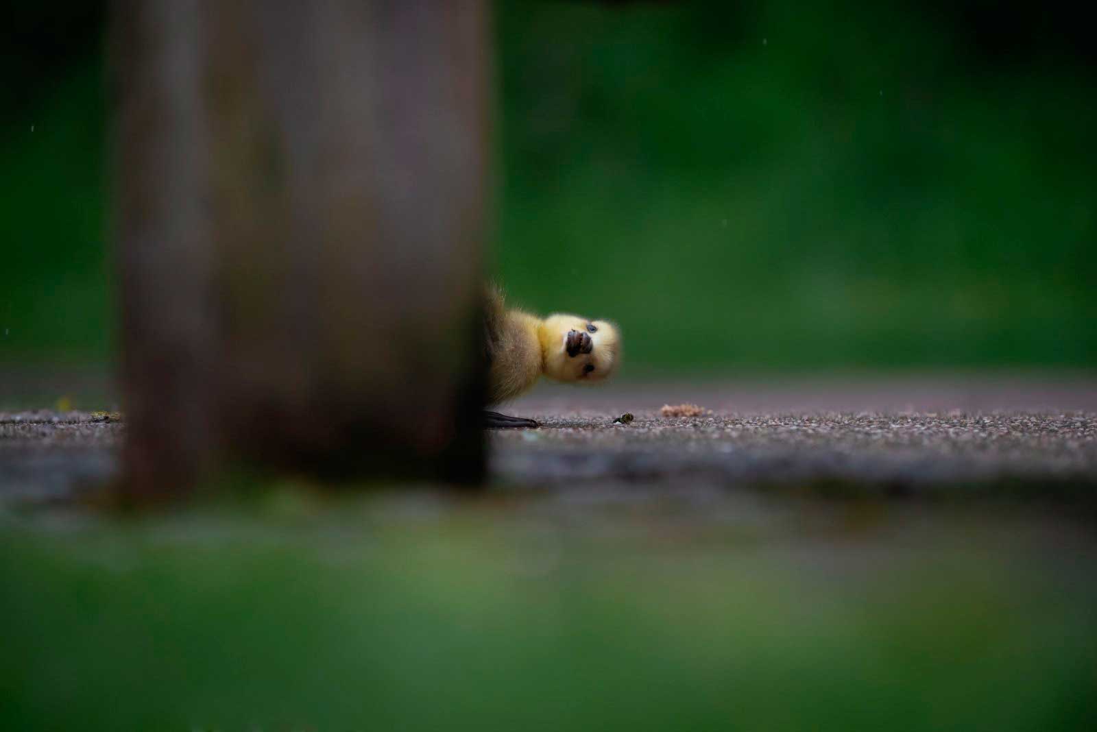 צילום : Charlie Page/ comedywildlifephoto.com צילום : Charlie Page/ comedywildlifephoto.com