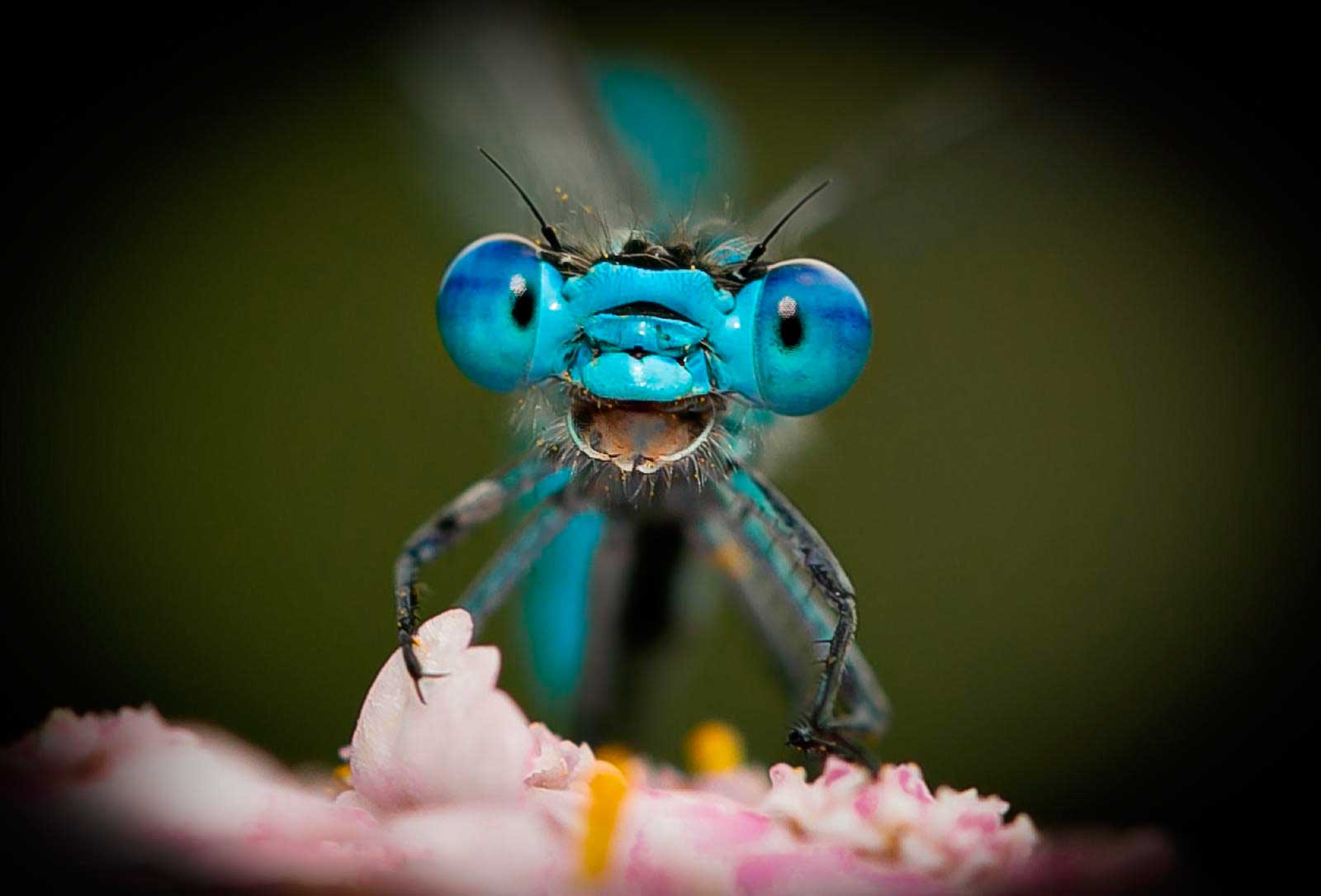 צילום: Axel Bocker / comedywildlifephoto.com צילום: Axel Bocker / comedywildlifephoto.com