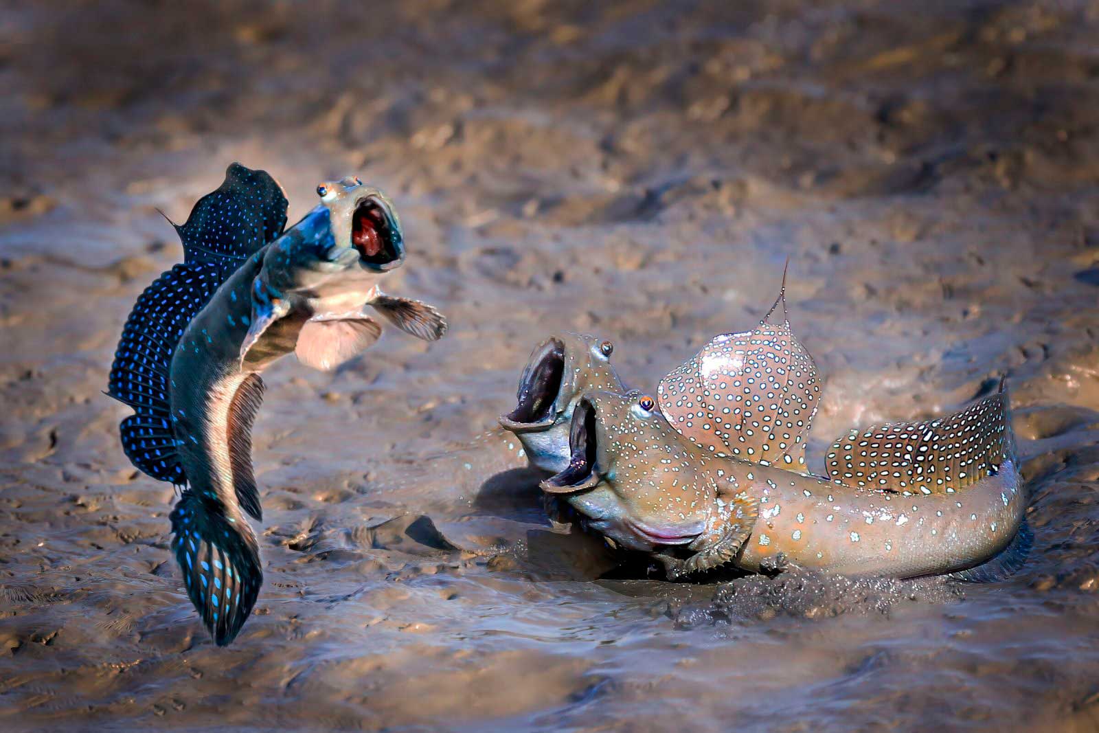 צילום: Chi Han Lin / comedywildlifephoto.com צילום: Chi Han Lin / comedywildlifephoto.com
