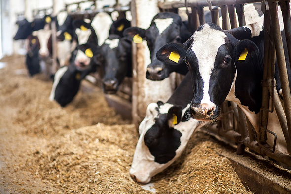 Mileutis' product can be used as an antibiotic alternative to treat dairy cows on farms. Photo: Shutterstock Mileutis' product can be used as an antibiotic alternative to treat dairy cows on farms. Photo: Shutterstock