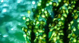 Algae. Photo: Shutterstock