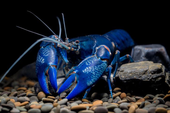 Amorphical produces calcium from blue crayfish&#39;s shells. Photo: PR