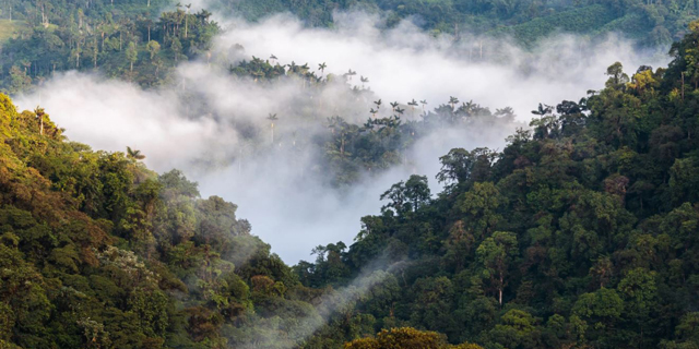 Albo has signed an agreement with companies based in Ecuador to monitor carbon sequestration, particularly in the mountainous forest area of the Mashpi area in the Chocó Andino Reserve. Photo: Albo Climate