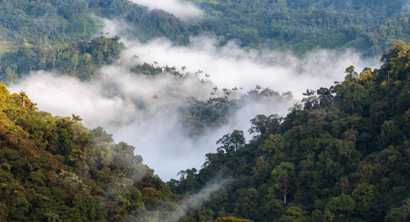 Albo has signed an agreement with companies based in Ecuador to monitor carbon sequestration, particularly in the mountainous forest area of the Mashpi area in the Chocó Andino Reserve. Photo: Albo Climate