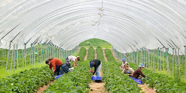 חווה תותים ב בריטניה חקלאות