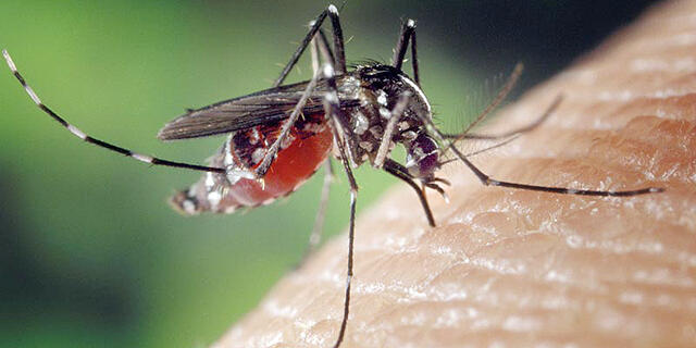 יתוש עקיצה עקיצות יתושים