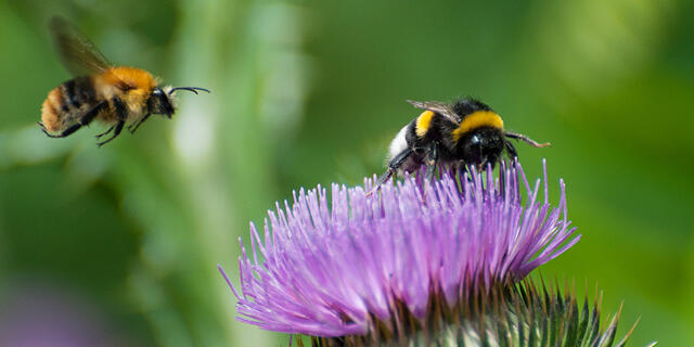 דבורי בומבוס האבקה דבורים התחממות גובלית